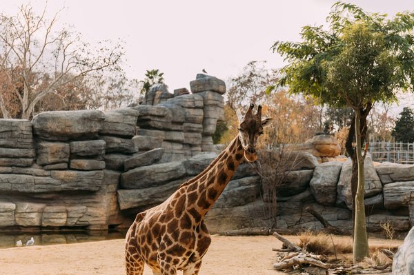 En quoi un jeu de gestion de parc zoologique peut-il sensibiliser à la biodiversité?